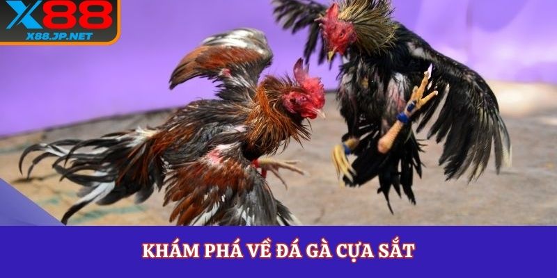 Khám phá về đá gà cựa sắt