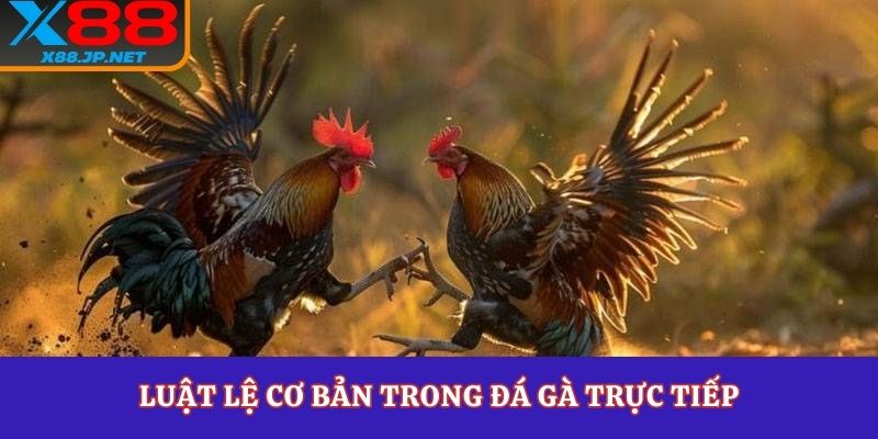 Luật lệ cơ bản trong đá gà trực tiếp