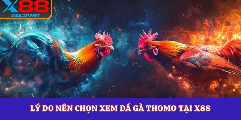 Lý do nên chọn xem đá gà thomo tại X88